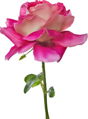 pink light large rose isolated on white