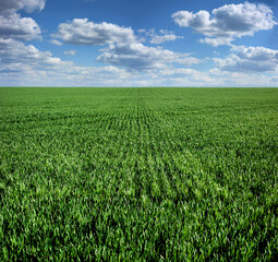 Fototapeta na wymiar green field of winter wheat with traces of agricultural machinery, early spring sprouts and cloudly sky