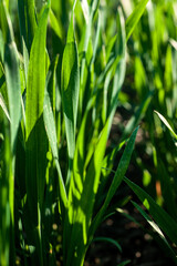 Green spring wheat crops, sprouts, close up, spring agriculture