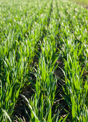 young sprouts, sowing wheat close up and beautiful sky with clouds in the background