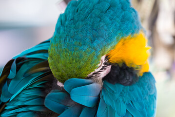 Shy macaw Bird face closeup view blue green yellow © RobertMiller