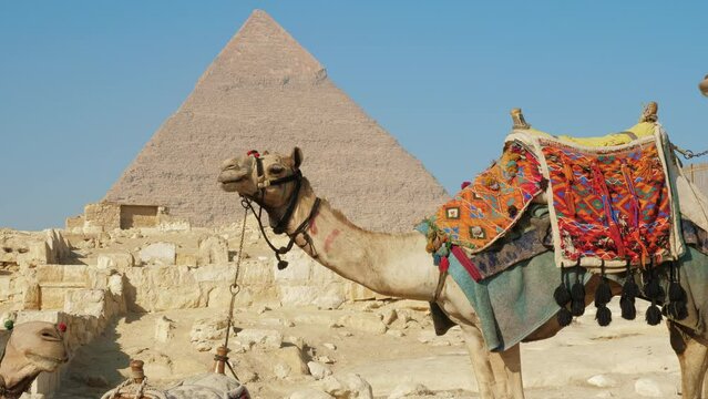 Camels are waiting for tourists to view giza pyramids astride. Excursion animals are ready to take travellers to ancient mortuary temple constructions. Landmarks and inhabitants of Egypt. Necropolis