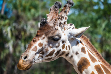 Giraffe Closeup of eye and face and ears