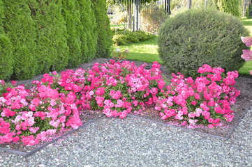 Blooming rose flowers. Roses in the garden. 