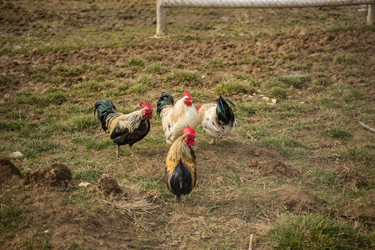 Group of small chickens