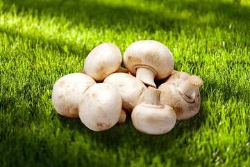 Tasty fresh row mushrooms. Wild forest mushrooms