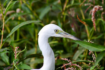 Little blue Heron