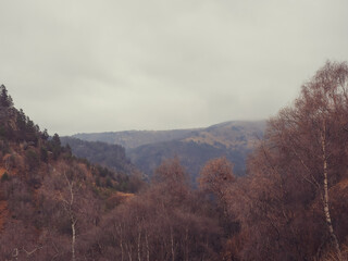 A forest of autumn birch trees with fallen leaves against the backdrop of a mountain valley with green pine trees and thick clouds descending on the peaks