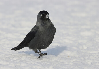 jackdaw