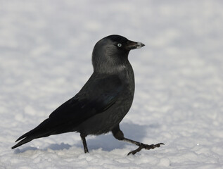 jackdaw