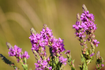 Purple loosestrife in bloom closeup view with selective focus on foreground