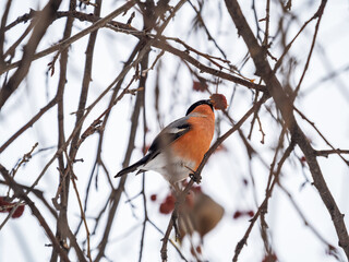 Bullfinch sits on a branch and eats small red apples. The Eurasian or common bullfinch, pyrrhula pyrrhula