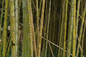 bamboo stick in forest, A thick bamboo grove