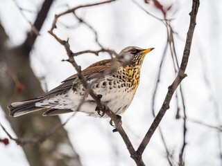 Fieldfare sitting on the bush and feeding on wild red apples in winter or early spring time.