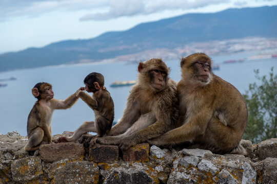 Family of adorable magot monkeys