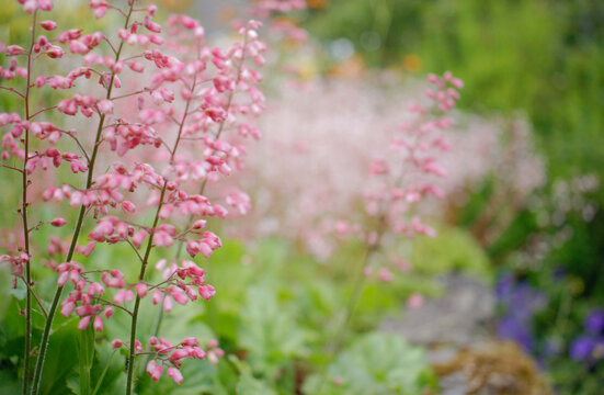 Pink coral bells in the blurred background with a copy space