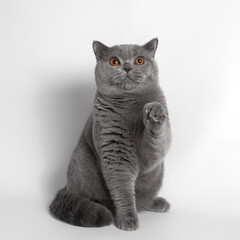 Blue grey british shorthair cat on the white studio background