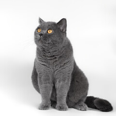 Blue grey british shorthair cat on the white studio background