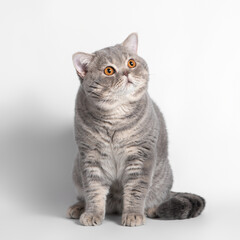 British blue spotted shorthair cat on the white studio background