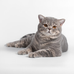 British blue spotted shorthair cat on the white studio background
