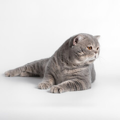 British blue spotted shorthair cat on the white studio background