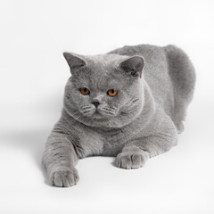 Blue grey british shorthair cat on the white studio background