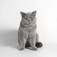 Blue grey british shorthair cat on the white studio background
