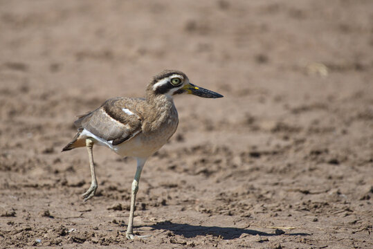 Indian thick knee stone curlew