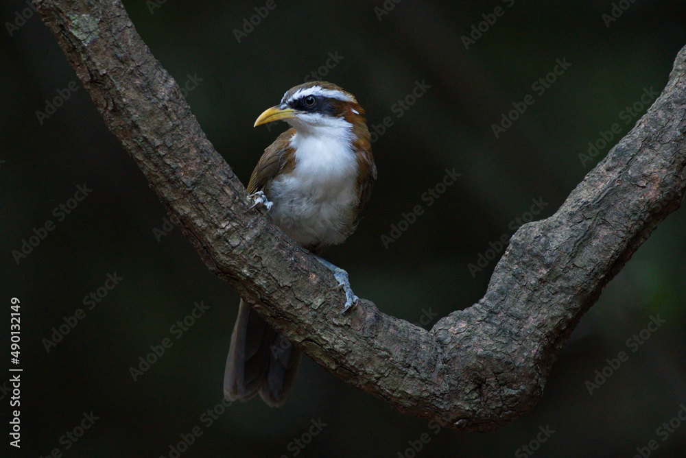 Sticker closeup shot of white-browed scimitar babbler perched on a tree branch