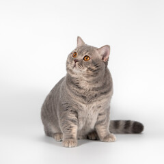 Fototapeta na wymiar British blue spotted shorthair cat on the white studio background