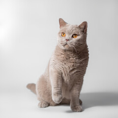Fototapeta na wymiar British lilac fawn shorthair cat on the white studio background