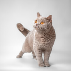 British lilac fawn shorthair cat on the white studio background