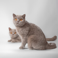 British lilac fawn shorthair cat on the white studio background