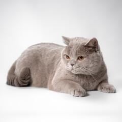 British lilac fawn shorthair cat on the white studio background