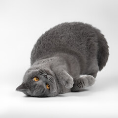 Blue grey british shorthair cat on the white studio background