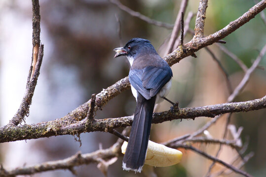 Closeup of the black-headed sibia. Heterophasia desgodinsi.