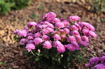 Flowers garden chrysanthemums. Chrysanthemums in the garden. 