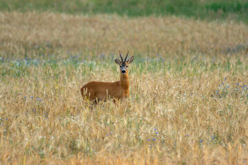 Sharp-horned deer in grain fields at evening