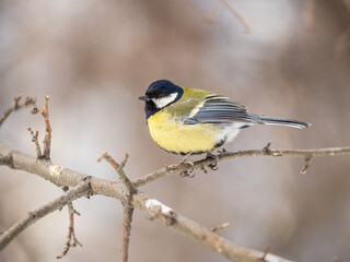 Naklejka premium Cute bird Great tit, songbird sitting on a branch without leaves in the autumn or winter.