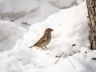 House Sparrow, Passer domesticus, standing in the snow.