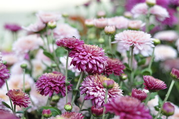 Flowers garden chrysanthemums. Chrysanthemums in the garden. 