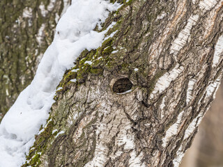 Texture of birch bark with snow in winter forest