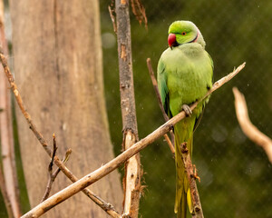 Closeup shot of a green parrot © Marcel Van De Vin/Wirestock
