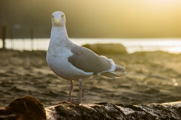 Seagull at sunset 