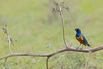 A Superb Starling (Lamprotornis superbus) perched on a branch in Kenya.