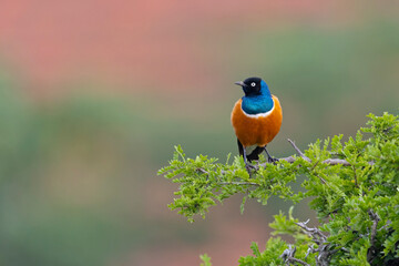 A Superb Starling (Lamprotornis superbus) perched on a branch in Kenya.