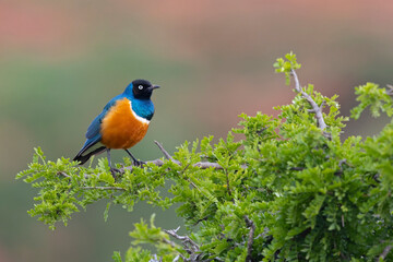 A Superb Starling (Lamprotornis superbus) perched on a branch in Kenya.