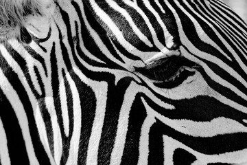 Fototapeta na wymiar zebra eye in black and white