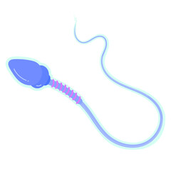 Structure and function of Sperm