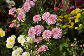 Obraz premium Flowers garden chrysanthemums. Chrysanthemums in the garden. 